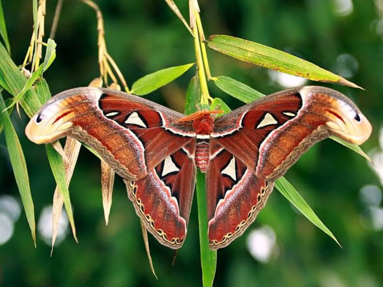 A borboleta Atlas