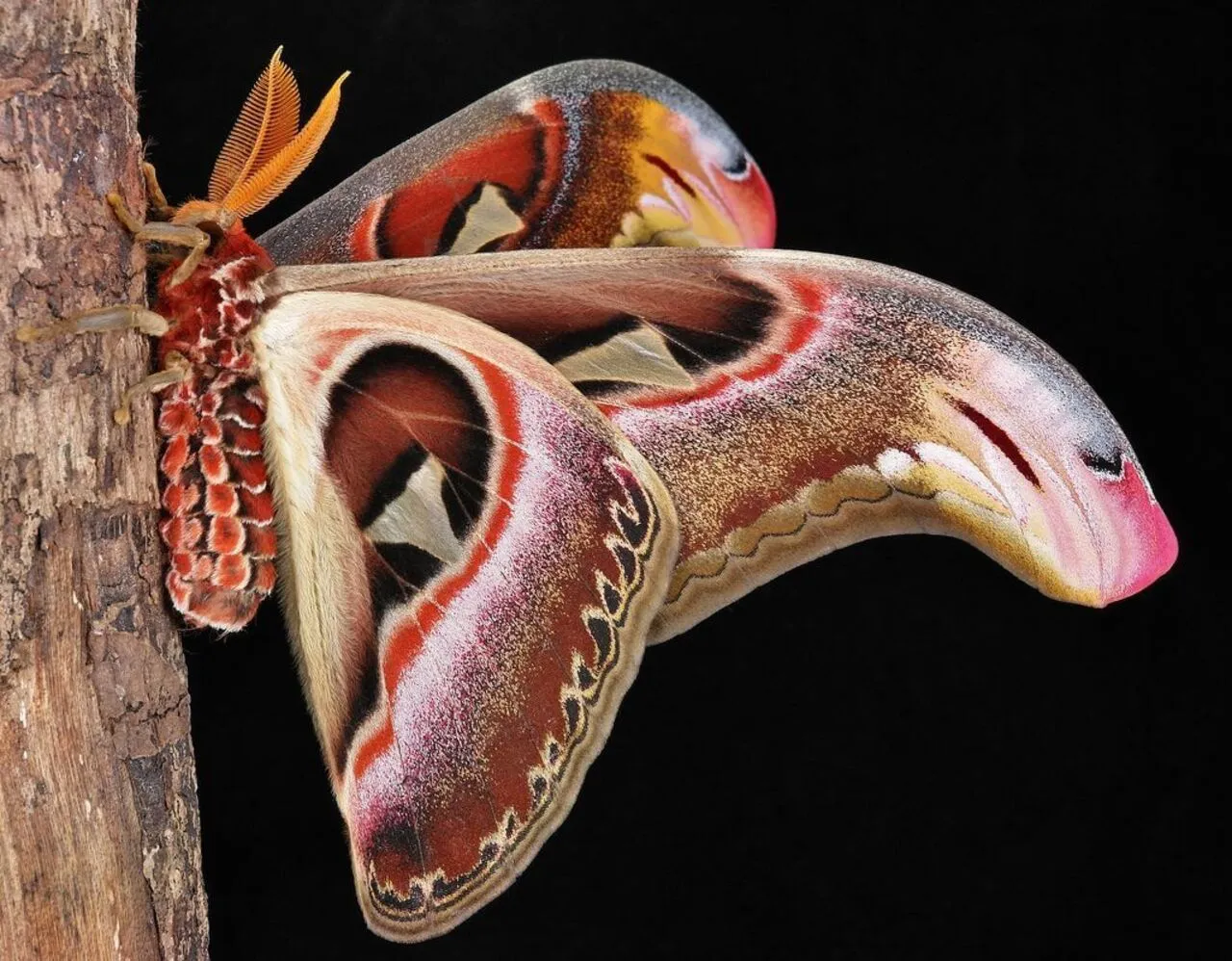 A Borboleta Atlas!